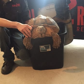 Black Rock Reptiles - Pet Breeders Near Me