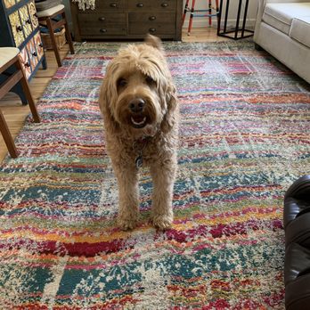 Steam Me Clean - carpet with the colors popping now that it's clean! And our pup. - Carpet Cleaning Near Me
