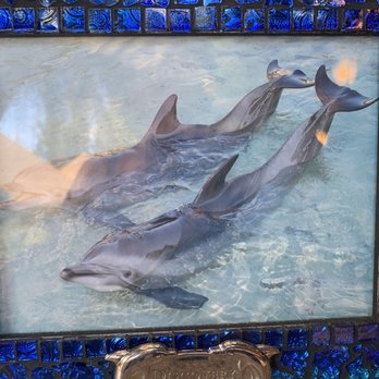 Discovery Cove - Amusement Parks Near Me - Orlando, Florida