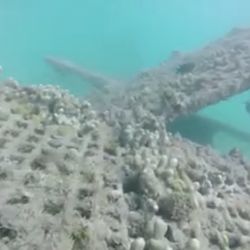 Scuba Dogs - A-Frames with fishies! They had to rebuild after the hurricane in 2017