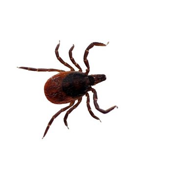 Ehrlich Pest Control - Protect your family and pets from tick-borne illnesses, such as Lyme disease, with Ehrlich’s seasonal tick treatments. - Pest Control Near Me - Hingham, Massachusetts Ehrlich Pest Control - Protect your family and pets from tick-borne illnesses, such as Lyme disease, with Ehrlich’s seasonal tick treatments. - Pest Control Near Me - Hingham, Massachusetts