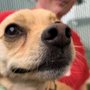 Photo of Camp Bow Wow Colorado Springs East