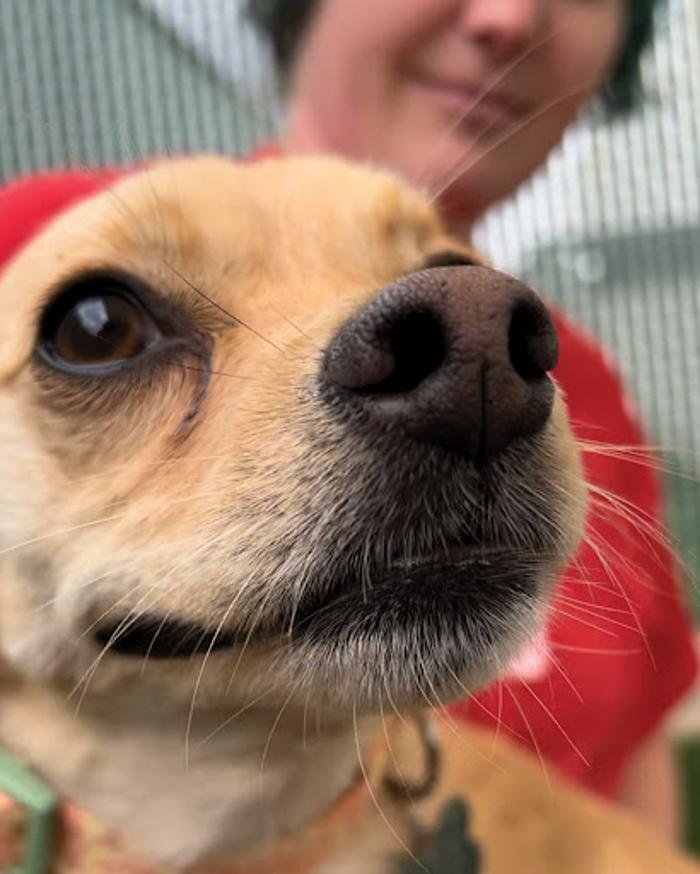 Camp Bow Wow Colorado Springs East - pet boarding facility in Colorado Springs, CO