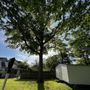Photo of Jc Tree & Stump