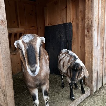 Crucial 10 Craft Cider - Fun to visit the goats! - Cideries Near Me - Thornton, New Hampshire