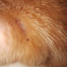 They lied about my kitten having a flea treatment before I brought him home. You shoudn't sell sick animals and lie about ANY condition.