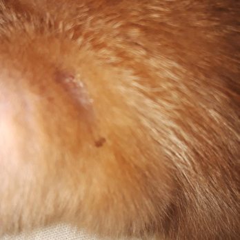 Kind Keeper Animal Rescue - They lied about my kitten having a flea treatment before I brought him home. You shoudn't sell sick animals and lie about ANY condition. - Animal Shelters Near Me - North Myrtle Beach, South Carolina