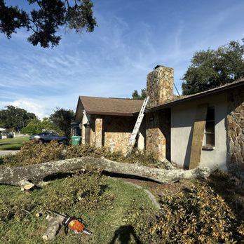 Precision Green - Yard clean up - Tree Services Near Me - St. Petersburg, Florida Precision Green - Yard clean up - Tree Services Near Me - St. Petersburg, Florida