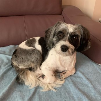 Best Friend Grooming - Now you can see her eyes! - Pet Services Near Me - Brooklyn, New York