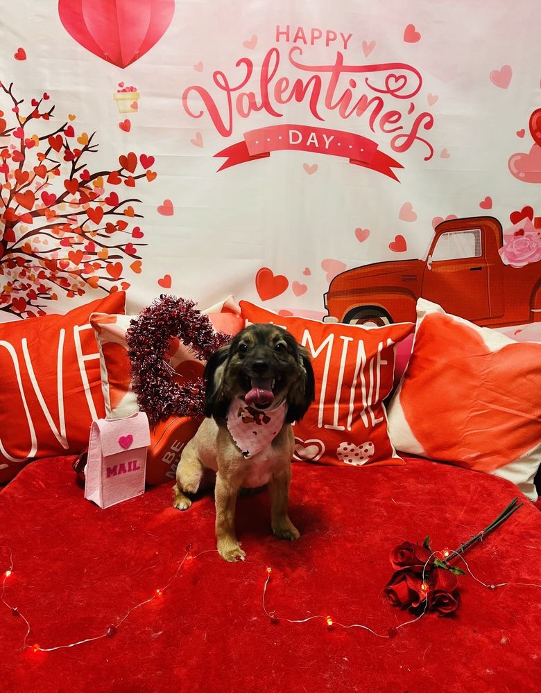 K & A GROOMING Updated August 2024 238 Photos & 201 Reviews 616