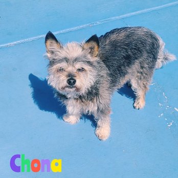 Lucia's Pet Care - Dog Walkers Near Me - San Leandro, California Lucia's Pet Care - Dog Walkers Near Me - San Leandro, California
