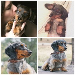 full circle ranch miniature dachshund breeder