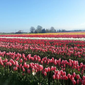 Skagit Valley Bulb Farm - Tulip field of dreams! - Botanical Gardens Near Me - Mount Vernon, Washington Skagit Valley Bulb Farm - Tulip field of dreams! - Botanical Gardens Near Me - Mount Vernon, Washington