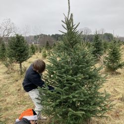 Flower Family Tree Farm - Cutting our Canaan fir