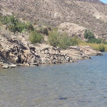 Desert Adventures - Longhorn sheep came down for a drink at Willow beach. - Rafting/Kayaking Near Me - Boulder City, Nevada