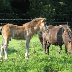 Merthyr Mawr Sand Dunes - Foal and friend -  Merthyr Mawr