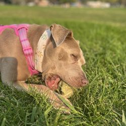 Fetch Nirvana - Happy pup on a walk