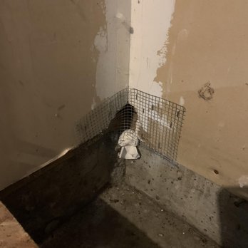 Invitation Homes - Rodent infestation - Property Management Near Me - Bellevue, Washington