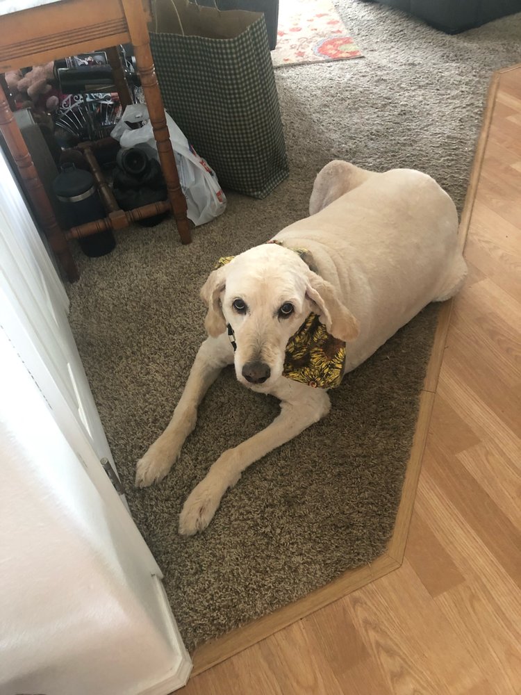 CLEARWATER GROOMING AND PET CARE Updated September 2024 17 Photos