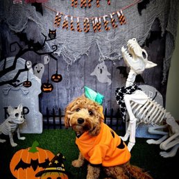 Loki as a pumpkin at Camp Bow Wow Loki as a pumpkin at Camp Bow Wow
