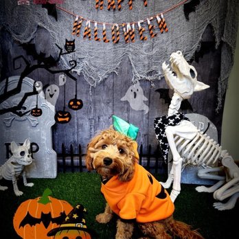 Camp Bow Wow - Diablo Valley - Loki as a pumpkin at Camp Bow Wow - Pet Groomers Near Me - Concord, California