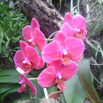 Lincoln Park Conservatory - Parks Near Me - Chicago, Illinois
