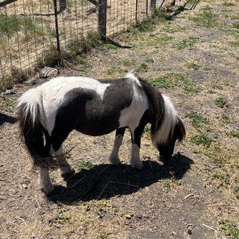 Harley Farms - mini donkey - Cheese Shops Near Me - Pescadero, California Harley Farms - mini donkey - Cheese Shops Near Me - Pescadero, California
