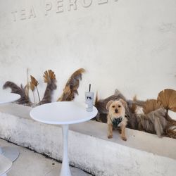 T% Coffee +Tea -  Sacramento Midtown - Sesame Smoothie (L) & Puppers (R)