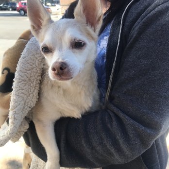 Calaveras Veterinary Clinic - Our beloved Sushi. Thank you for 16 wonderful years! - Veterinarians Near Me - Milpitas, California Calaveras Veterinary Clinic - Our beloved Sushi. Thank you for 16 wonderful years! - Veterinarians Near Me - Milpitas, California