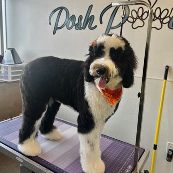 Posh Pooch - Tada! Stunning - Pet Groomers Near Me - Seal Beach, California Posh Pooch - Tada! Stunning - Pet Groomers Near Me - Seal Beach, California