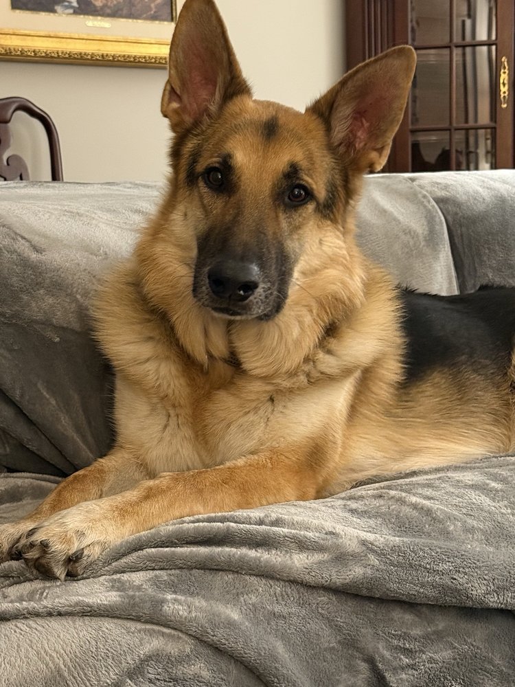 Hook's K9 Training Image