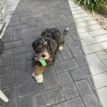 Two Doods Doodles - Pet Breeders Near Me