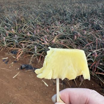Maui Pineapple Tour - Yummy sample - Tours Near Me - Makawao, Hawaii