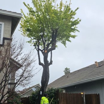 Aguilera's Tree Service - a man trimming a tree - Tree Services Near Me - Vacaville, California Aguilera's Tree Service - a man trimming a tree - Tree Services Near Me - Vacaville, California