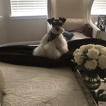 Elevated Touch Pet Salon - Pet Groomers Near Me - Houston, Texas