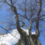 Photo of Marlow Tree Service