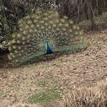 Tennessee Safari Park - Free roaming Peacock in the park - Parks Near Me - Alamo, Tennessee