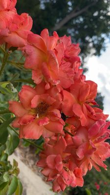 Ritter Park Rose Garden by null