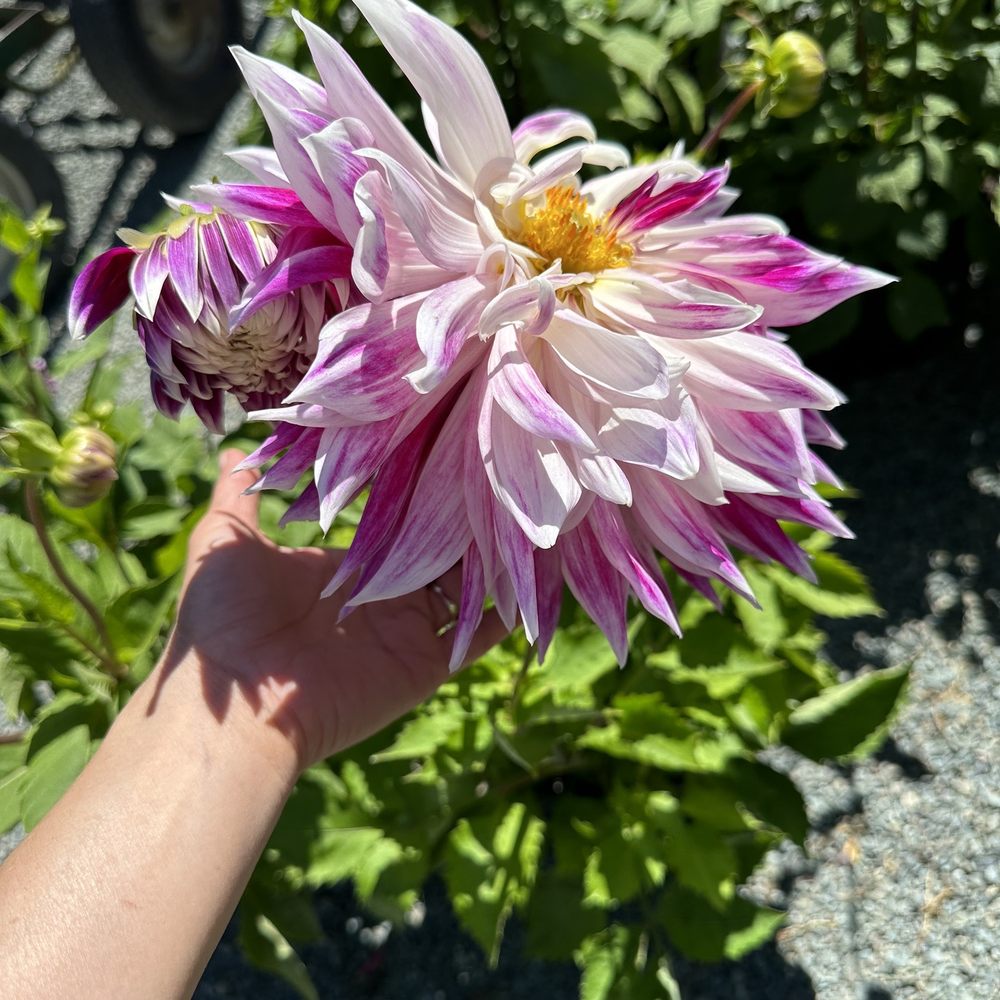 Half Moon Bay Nursery - Nurseries & Gardening Near Me - Half Moon Bay, California