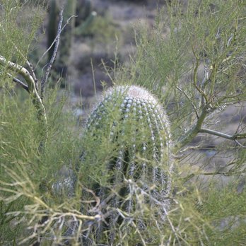 Saguaro National Park - Parks Near Me - Tucson, Arizona Saguaro National Park - Parks Near Me - Tucson, Arizona