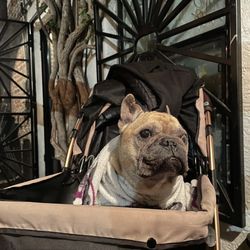 Vine - Dog friendly patio.