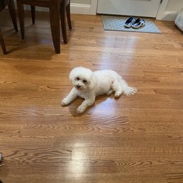 Our dog Our dog