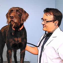 Wellesley Veterinary Clinic - Dr. Tom Foster & Blitz