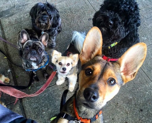 Group Walks! - At Wags Paws & Heart, we specialize in creating safe, fun, and enriching group walks tailored specifically for small dogs. Our experienced team understands the unique needs of small breeds, ensuring that each walk is not just about exercise but also socialization and engagement with other friendly pups. With a focus on safety and personalized attention, we provide a supportive environment where your dog can thrive, make new friends, and explore their surroundings. Plus, our flexible scheduling and convenient service options make it easy for you to keep your furry friend active and happy. Trust Wags Paws & Heart to give your dog the joyful experiences they deserve! Group Walks! - At Wags Paws & Heart, we specialize in creating safe, fun, and enriching group walks tailored specifically for small dogs. Our experienced team understands the unique needs of small breeds, ensuring that each walk is not just about exercise but also socialization and engagement with other friendly pups. With a focus on safety and personalized attention, we provide a supportive environment where your dog can thrive, make new friends, and explore their surroundings. Plus, our flexible scheduling and convenient service options make it easy for you to keep your furry friend active and happy. Trust Wags Paws & Heart to give your dog the joyful experiences they deserve!
