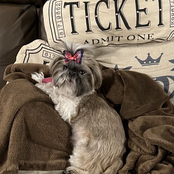 MedVet Dayton - Her Third-favorite activity: movie time! - Veterinarians Near Me - Moraine, Ohio MedVet Dayton - Her Third-favorite activity: movie time! - Veterinarians Near Me - Moraine, Ohio
