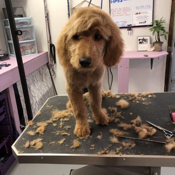 Leahs Pet Grooming - Pet Sitting Near Me Leahs Pet Grooming - Pet Sitting Near Me