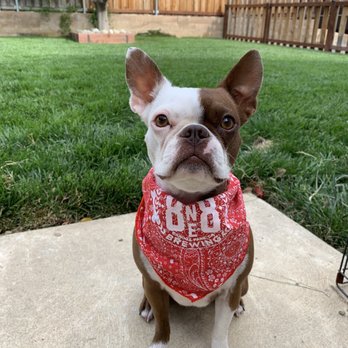 818 Brewing - Bandana from 8one8! - Breweries Near Me - Canoga Park, California