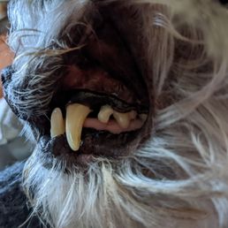 I wish I would have taken a before photo. His teeth were CAKED with plaque. .