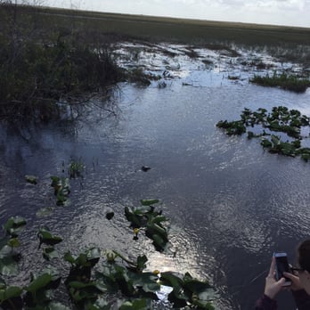Airboat In Everglades - Gator - Boat Tours Near Me - Miami, Florida Airboat In Everglades - Gator - Boat Tours Near Me - Miami, Florida