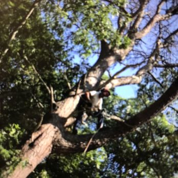 Treeworks - Tree removal services. Light landscaping and skis steer work. Reasonable prices. Free estimates. Fully insured - Tree Services Near Me